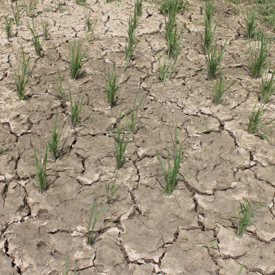 Trockener Boden