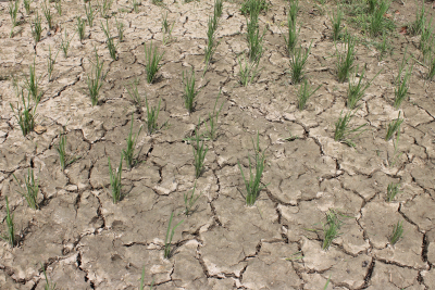 Trockener Boden