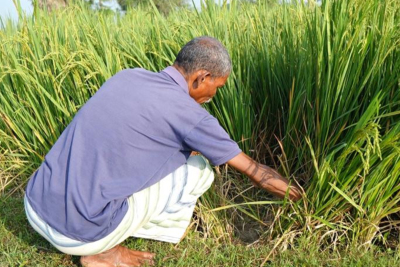 Reisbauer Kongres Tudu zeigt die Risse in seinem Reisfeld